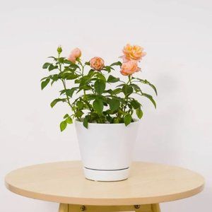 Mainstays Pottery 6" Matte White Ceramic Planter Pot with Saucer